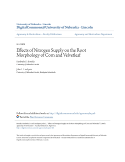 Effects of Nitrogen Supply on the Root Morphology of Corn and