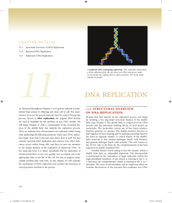 Chapter 11: DNA REPLICATION - E-Learning/An