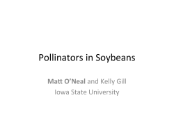 Pollinators in Soybeans