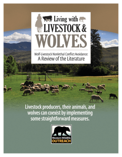 Living with Livestock and Wolves Wolf