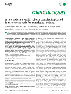A new meiosisspecific cohesin complex implicated in the cohesin