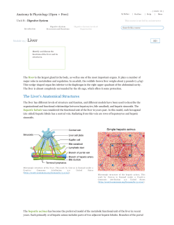 The Liver`s Anatomical Structures