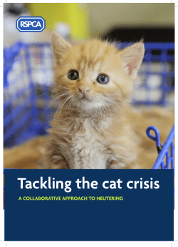 Tackling the cat crisis