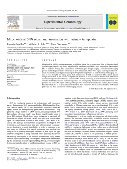 Mitochondrial DNA repair and association with aging &ndash; An