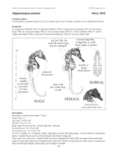 Hippocampus erectus Perry 1810