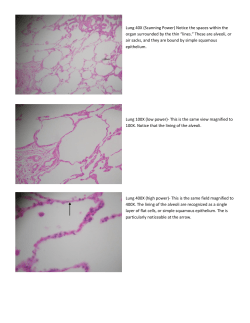 Lung 40X (Scanning Power) Notice the spaces within the organ