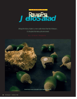 Crunchy Rock and Fossil Salad