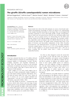 The giraffe (Giraffa camelopardalis) rumen microbiome