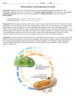 Photosynthesis and Respiration Pre-Read