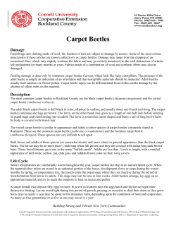 Carpet Beetles - Cornell Cooperative Extension Rockland County
