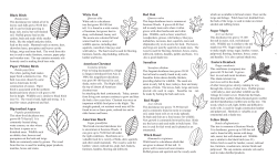 Local Tree Identification Guide