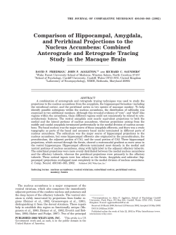 Comparison of hippocampal, amygdala, and perirhinal projections