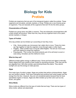 Biology for Kids Protists