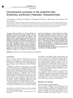 Chromosome evolution in the erythrinid fish, Erythrinus