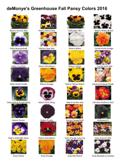 deMonye`s Greenhouse Fall Pansy Colors 2016