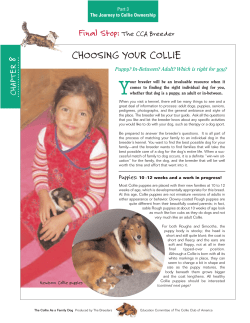 CHOOSING YOUR COLLIE - collieclubofamerica.org