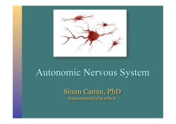 Autonomic Nervous System
