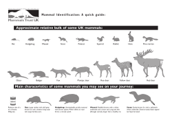 Approximate relative bulk of some UK mammals: Main characeristics