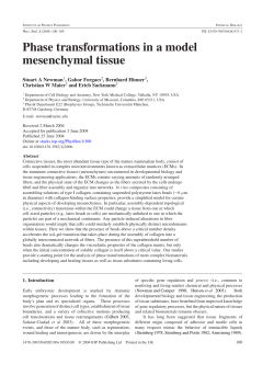 Phase transformations in a model mesenchymal tissue