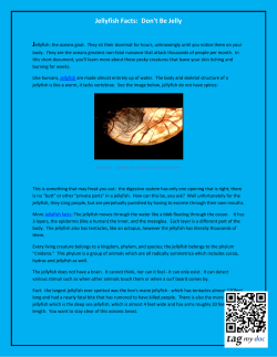 Jellyfish Facts: Don`t Be Jelly