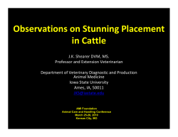 Observations on Stunning Placement in Cattle