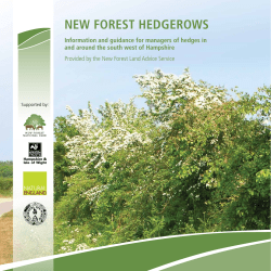 Now - New Forest National Park Authority