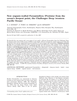 New organic-walled Foraminifera (Protista) from the ocean`s
