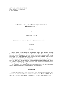 Telomere arrangement in interphase nuclei of Allium cepa L.