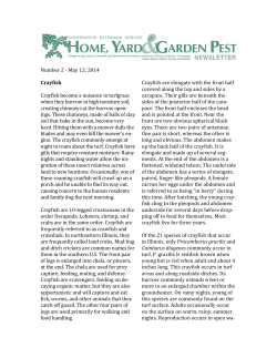 Number 2 -‐ May 12, 2014 Crayfish Crayfish become a nuisance in
