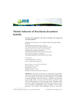 Meiotic behavior of Brachiaria decumbens hybrids - Funpec-RP