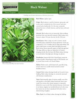 Black Walnut - University of Minnesota Extension