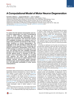 A Computational Model of Motor Neuron Degeneration