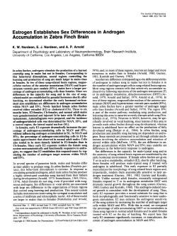 Estrogen Establishes Sex Differences in Androgen Accumulation in