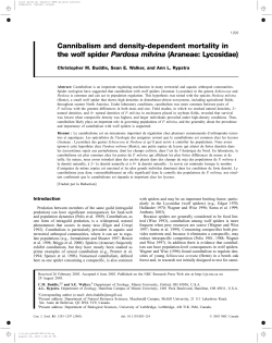 Cannibalism and density-dependent mortality in the wolf spider