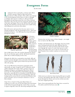 Evergreen Ferns