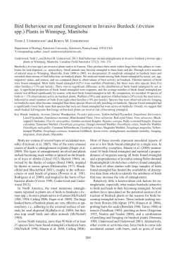 Bird Behaviour on and Entanglement in Invasive Burdock (Arctium