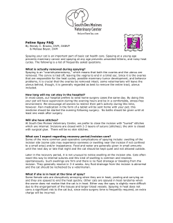 Feline Spay FAQ - We Love Them Too!