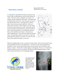 Distal Hock Arthritis - Whole Horse Veterinary Services