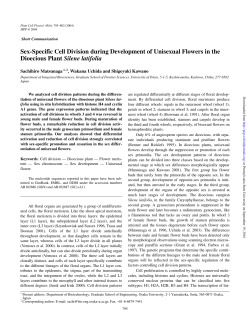 Sex-Specific Cell Division during Development of