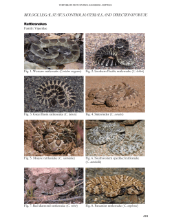 Rattlesnakes