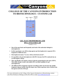 Gel Electrophoresis and Dna Analysis