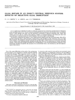 glial repair in an insect central nervous system