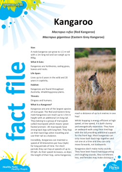 Macropus giganteus (Eastern Grey Kangaroo)