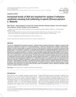Increased levels of IAA are required for system 2 ethylene synthesis