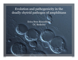 Evolution and pathogenicity in the deadly chytrid pathogen of