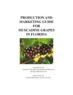 production guide for muscadine