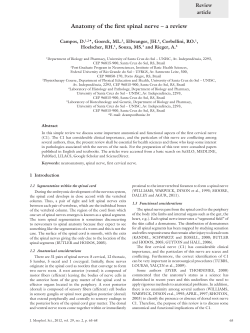 Anatomy of the first spinal nerve &ndash; a review