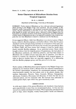 Some Characters of Rhizobium Strains from Tropical