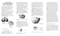 Ancient Shells at the Falls of the Ohio Part I: Brachiopods