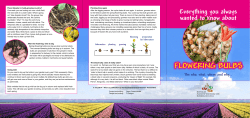 Flyer - Floratuin.com